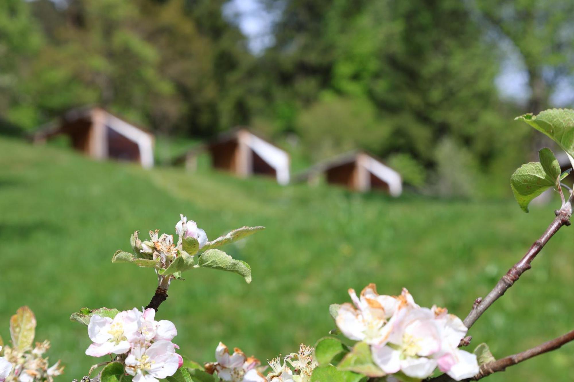 Mountain View Glamping * Dovje