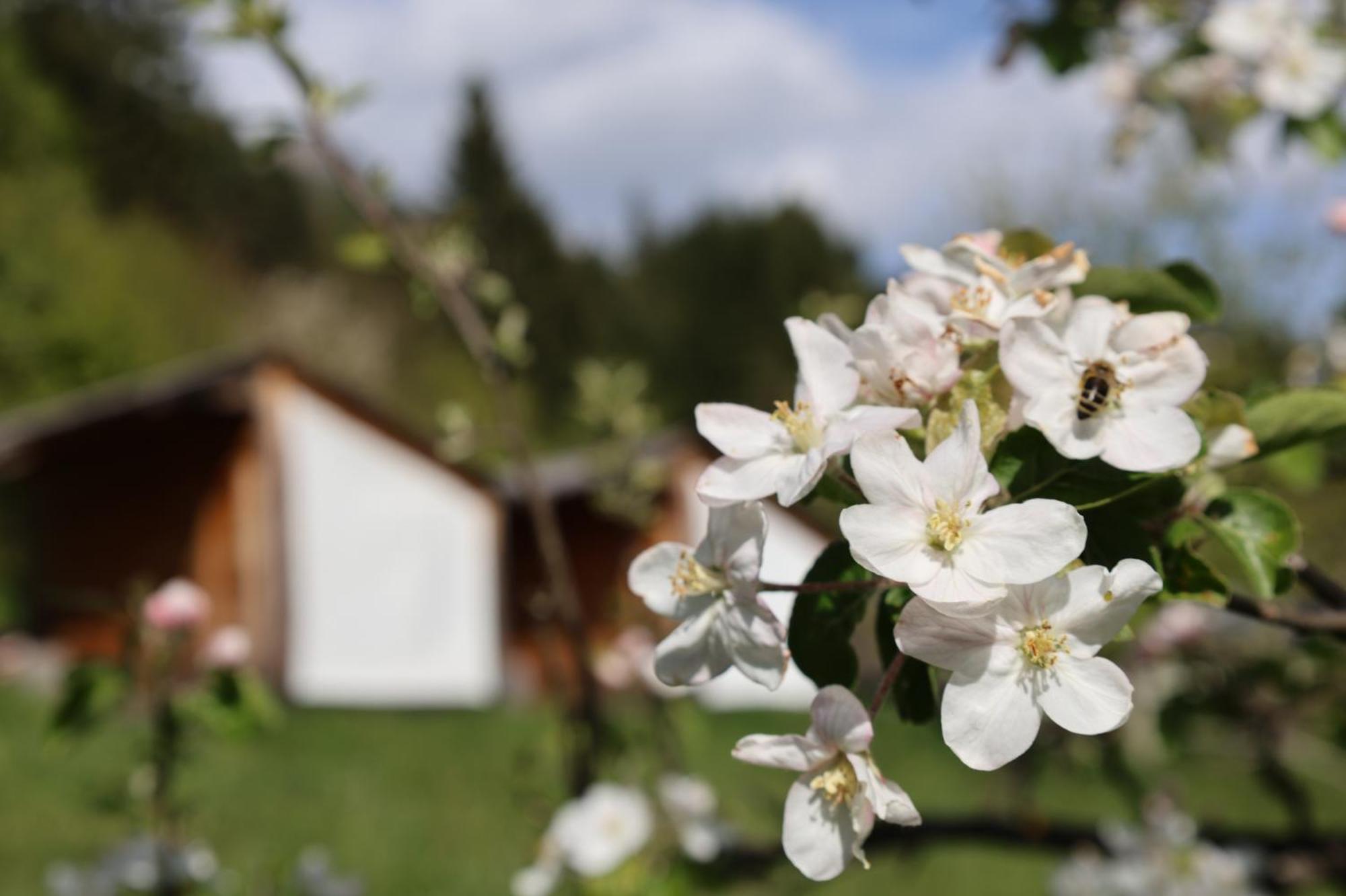 Mountain View Glamping Počitniška hiša