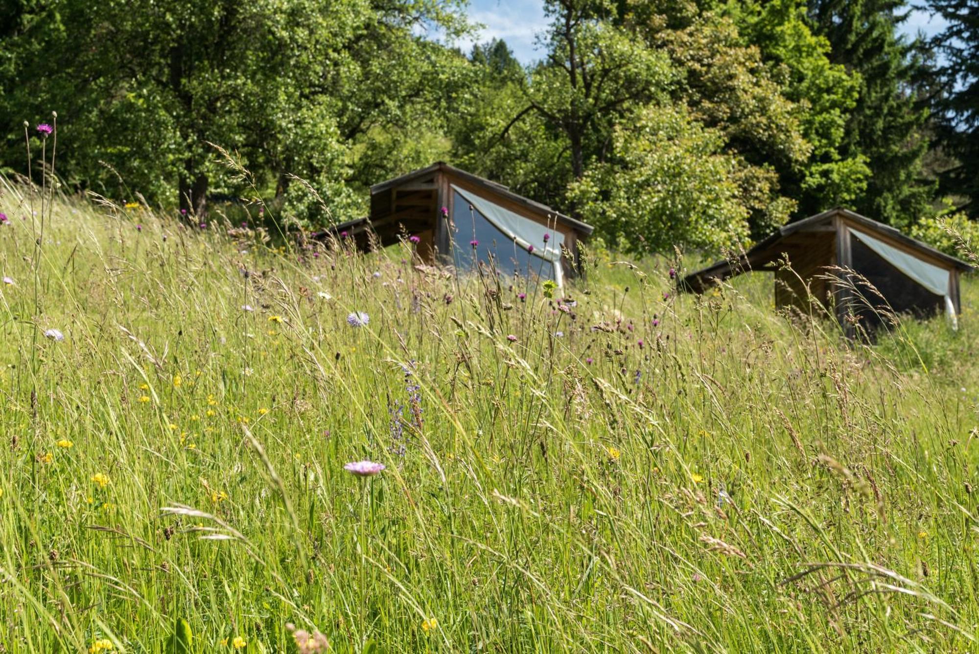 Mountain View Glamping Počitniška hiša *
