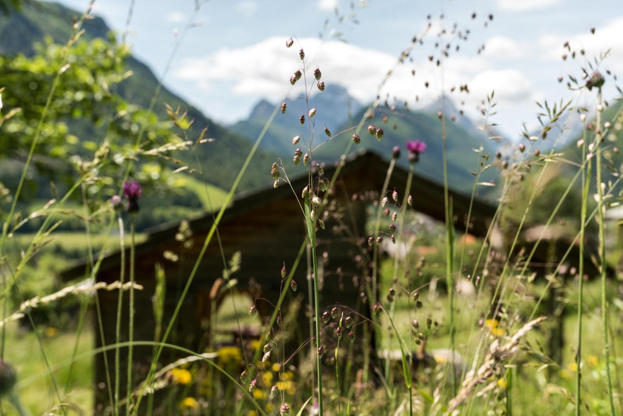 Mountain View Glamping Počitniška hiša Dovje